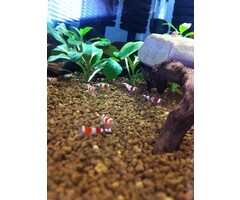 Onlineaquarium spullen Crystal red garnelen Grad A t/m S+