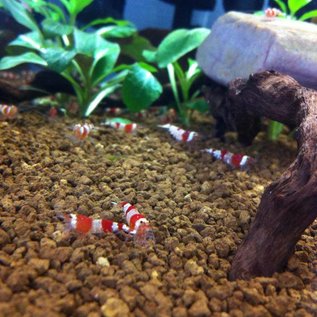 Onlineaquarium spullen Crystal red shrimp grade A - S+