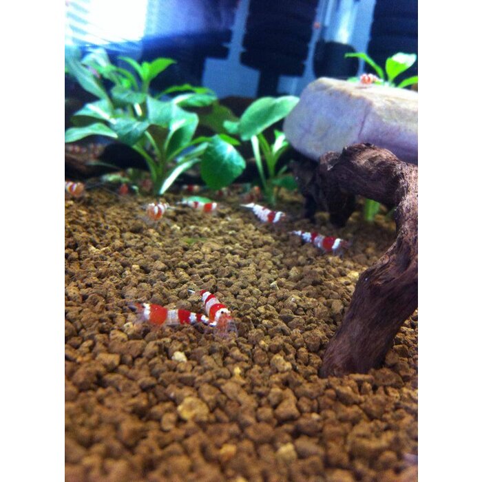 Onlineaquarium spullen Crystal red garnalen gradatie A t/m  S+