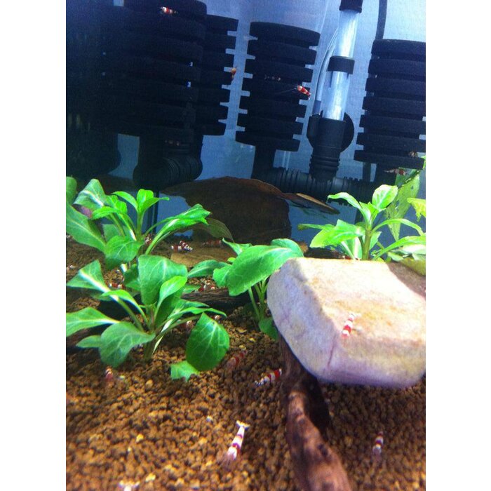 Onlineaquarium spullen Crystal red garnelen Grad A t/m S+