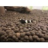 Onlineaquarium spullen Panda