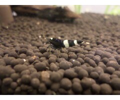Onlineaquarium spullen Panda garnalen