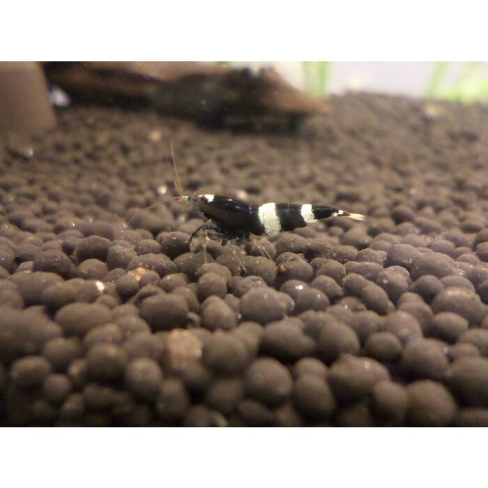 Onlineaquarium spullen Pandagarnelen