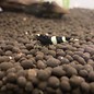 Onlineaquarium spullen Panda shrimp