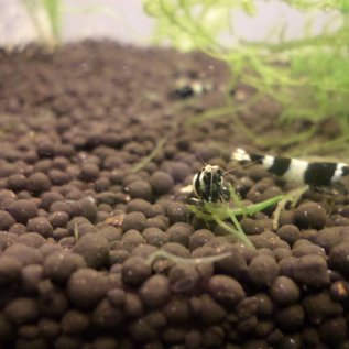 Onlineaquarium spullen Panda shrimp