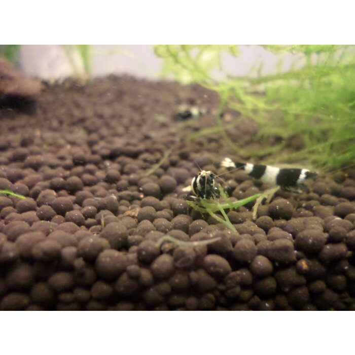 Onlineaquarium spullen Panda shrimp