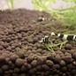 Onlineaquarium spullen Panda shrimp