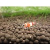 Onlineaquarium spullen Weinrot