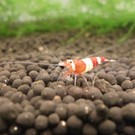 Onlineaquarium spullen Weinrot