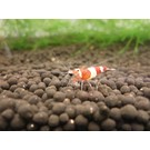 Onlineaquarium spullen Weinrot