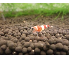 Onlineaquarium spullen Red wine garnalen