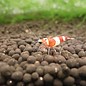 Onlineaquarium spullen Wine red shrimp