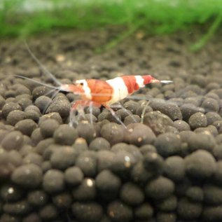 Onlineaquarium spullen Weinrote Garnelen