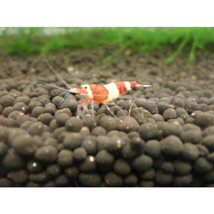 Onlineaquarium spullen Wine red shrimp
