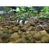 Onlineaquarium spullen Crystal black garnalen gradatie A t/m S+