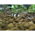 Onlineaquarium spullen Crystal black garnalen gradatie A t/m S+