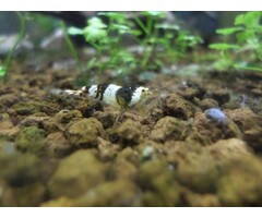 Onlineaquarium spullen Crystal black Grad A t/m S+