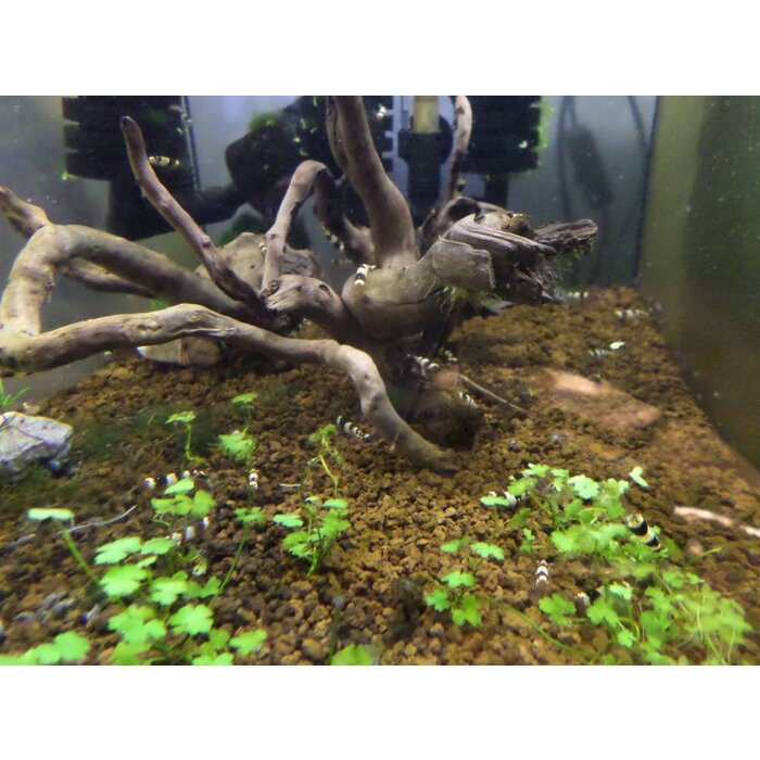 Onlineaquarium spullen Crystal black Grad A t/m S+