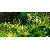 Tropica Rotala 'Vietnam H'ra' - In vitro cup