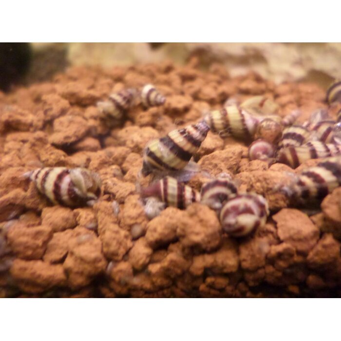 Onlineaquarium spullen Anatome helena