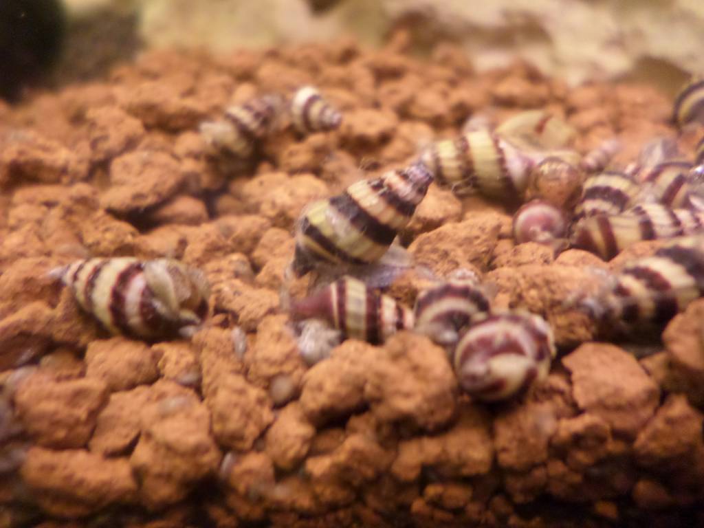 Onlineaquarium spullen Anatome helena