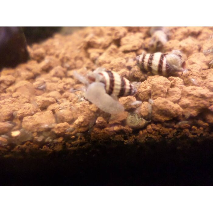 Onlineaquarium spullen Anatome helena