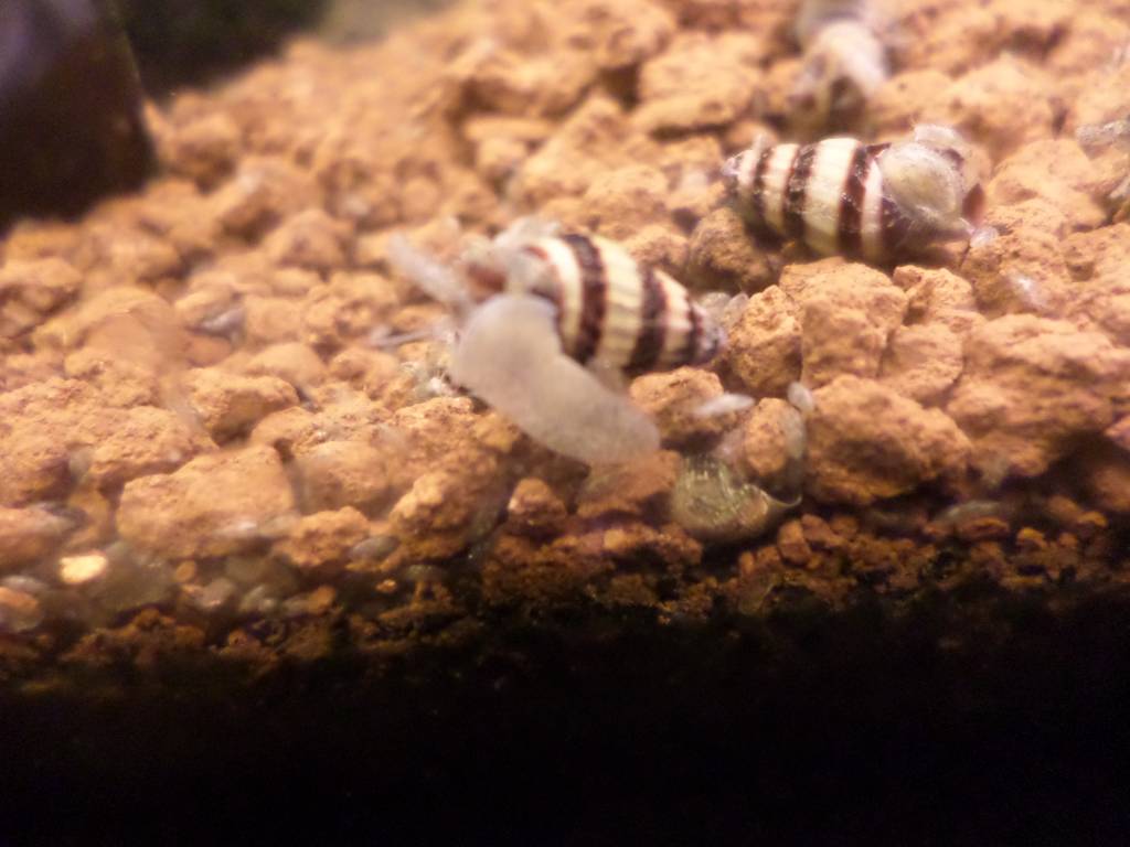 Onlineaquarium spullen Anatome helena slak