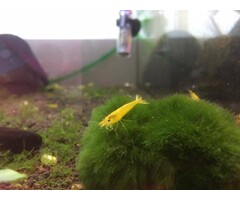 Onlineaquarium spullen Yellow King Kong garnalen