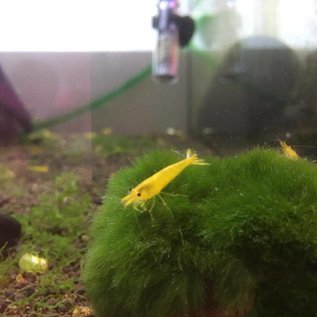 Onlineaquarium spullen Yellow King Kong Garnelen