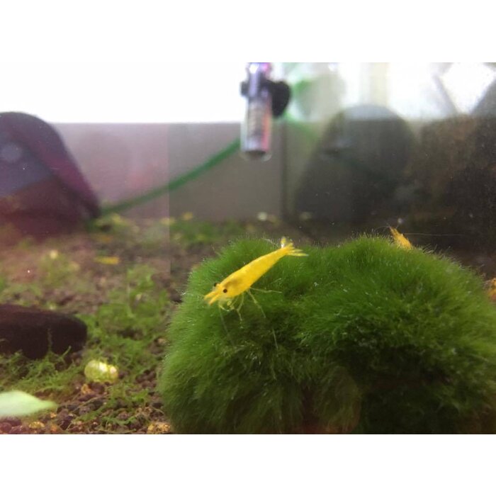 Onlineaquarium spullen Yellow King Kong shrimp