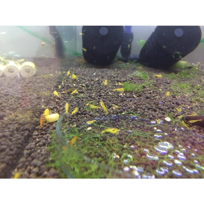 Onlineaquarium spullen Yellow King Kong Garnelen