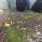 Onlineaquarium spullen Yellow King Kong Garnelen