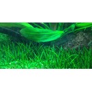 Tropica Littorella uniflora - In vitro Cup