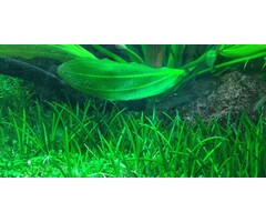 Tropica Littorella uniflora - In vitro cup