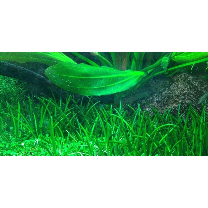 Tropica Littorella uniflora - In vitro Cup