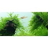 Tropica Java moss - In vitro cup