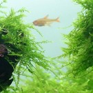 Tropica Java moss - In vitro cup