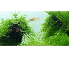 Tropica Javamos - In vitro cup