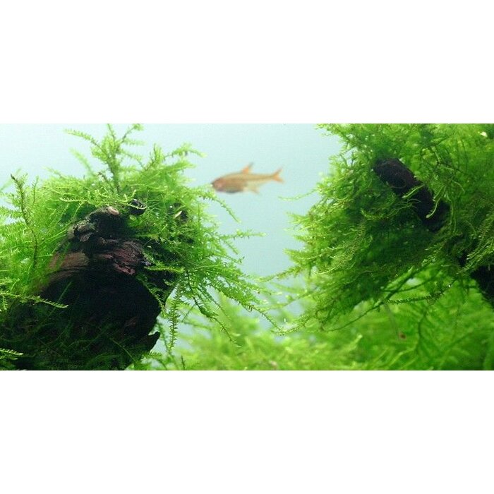 Tropica Java moss - In vitro cup