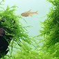 Tropica Java moss - In vitro cup