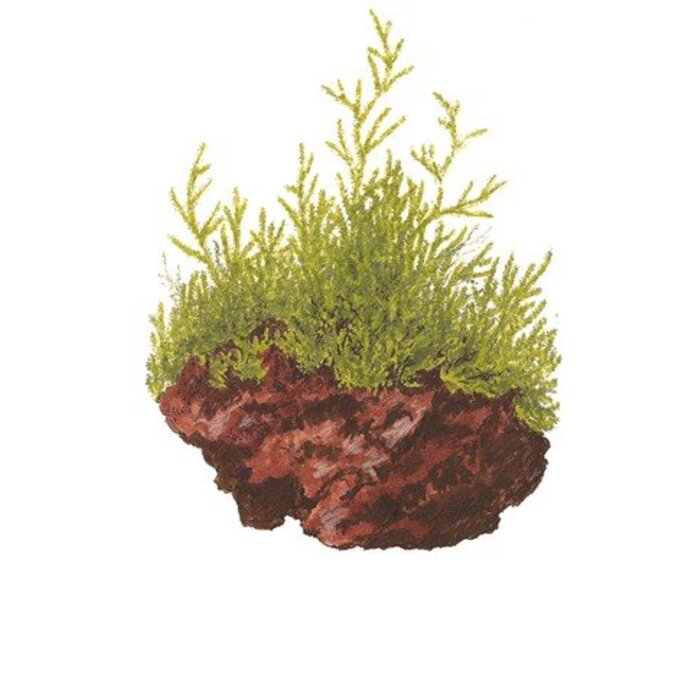 Tropica Java moss - In vitro cup