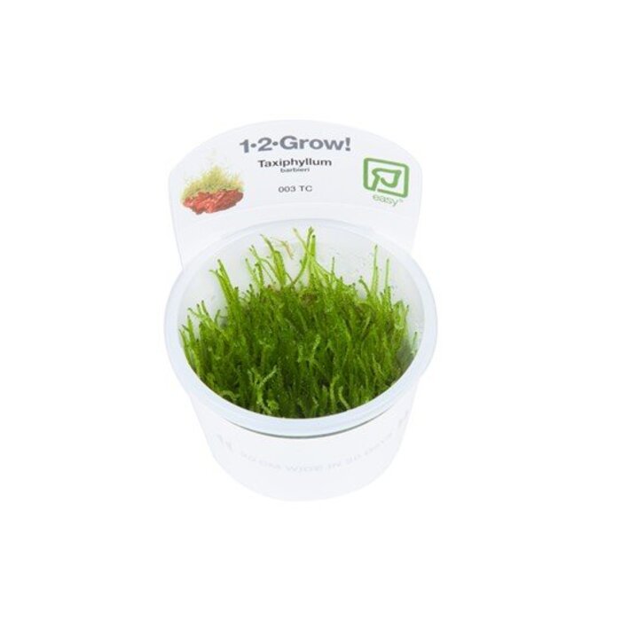 Tropica Java Moos - In vitro cup