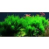 Tropica Flame moss - In vitro cup