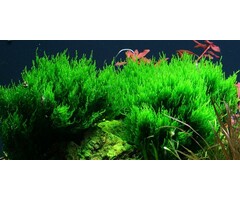 Tropica Flame moss - In vitro cup