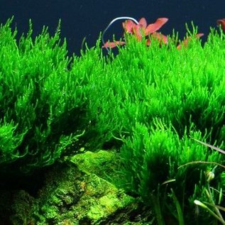 Tropica Flame moss - In vitro cup