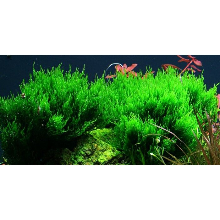 Tropica Flame moss - In vitro cup