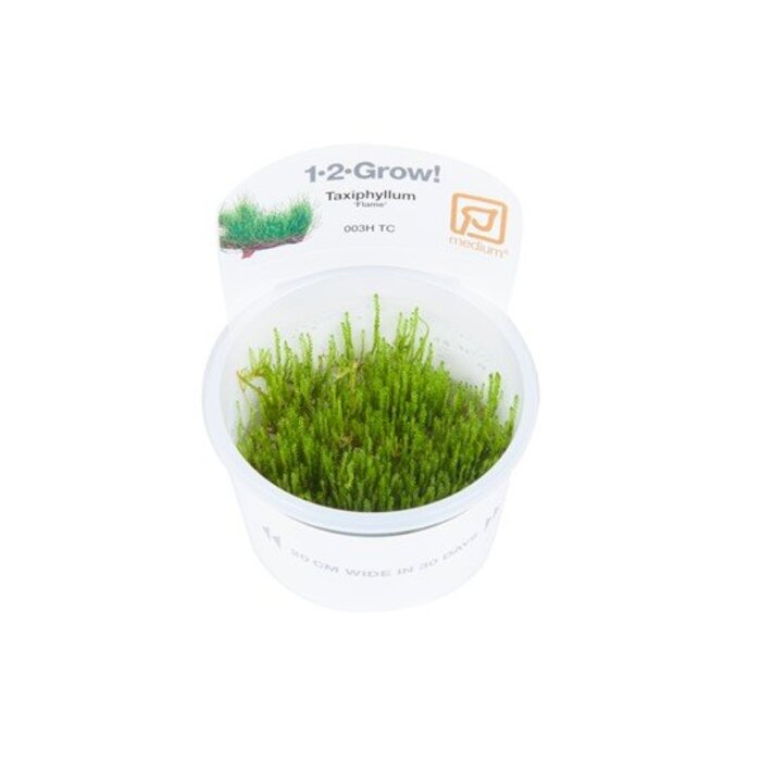 Tropica Flame moss - In vitro cup