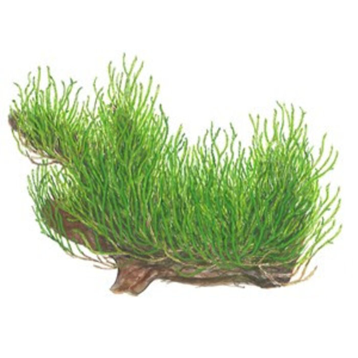 Tropica Flame moss - In vitro cup
