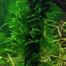 Tropica Spiky moss - In vitro cup