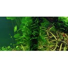 Tropica Spiky moss - In vitro cup